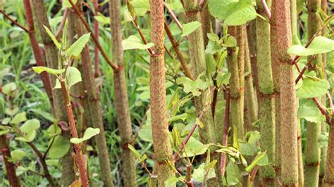 identifying japanese knotweed uk
